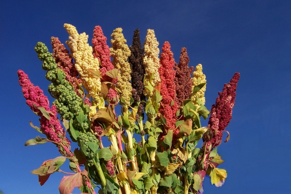 Agrobiodiversidad de la quinua conservada y utilizada por los pueblos andinos