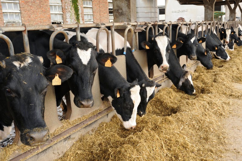 genes de resistencia a antibioticos en el excremento de las vacas