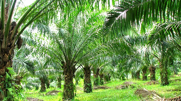 Modelo de cultivo de palma aceitera