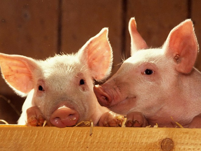 Cerdos modificados genéticamente para que sean bajos en grasa