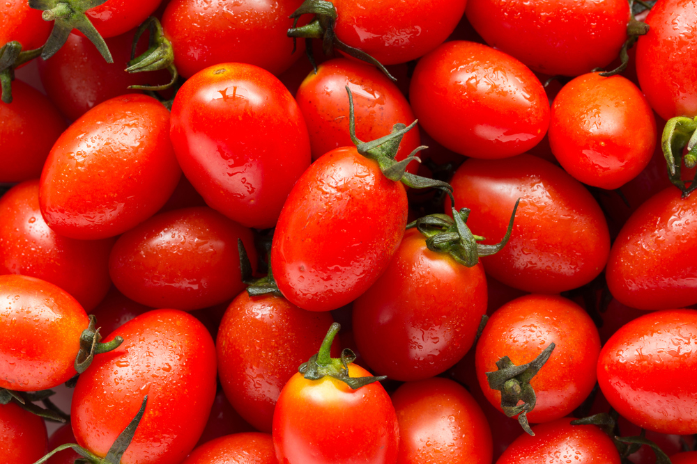 El tomate de alta calidad de MightyVine