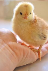 regulación para la crianza de pollos en el patio trasero