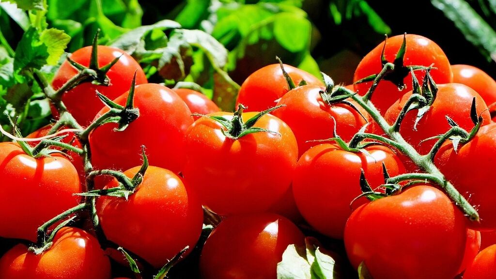 Controlar bacterias (Salmonella, E. coli y Listeria) en tomates antes de la cosecha