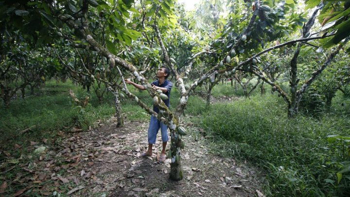 La polinización manual puede aumentar el rendimiento del cacao y los ingresos de los agricultores